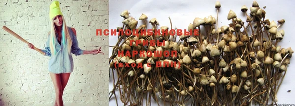 шишки Алзамай